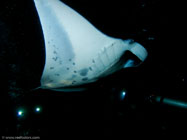 Manta Ray / Manta birostris / Kona, Dezember 13, 2005 (1/160 sec at f / 5,6, 5.7 mm)