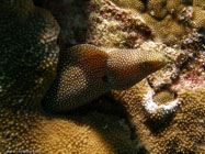 Whitemouth Moray / Gymnothorax meleagris / Kona, Dezember 13, 2005 (1/125 sec at f / 5,6, 5.7 mm)