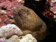 Yellowmargin Moray / Gymnothorax flavimarginatus / Kona, Dezember 14, 2005 (1/100 sec at f / 5,6, 12 mm)