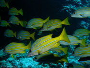 Bluestripe Snapper / Lutjanus kasmira / Kona, Dezember 14, 2005 (1/100 sec at f / 5,6, 12 mm)