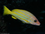 Bluestripe Snapper / Lutjanus kasmira / Kona, Dezember 14, 2005 (1/160 sec at f / 5,6, 8.6 mm)