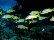 Bluestripe Snapper / Lutjanus kasmira / Kona, Dezember 14, 2005 (1/160 sec at f / 5,6, 8.6 mm)