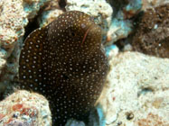 Whitemouth Moray / Gymnothorax meleagris / Molokini Wall, Dezember 21, 2005 (1/80 sec at f / 5,6, 17.5 mm)