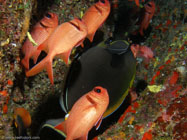  /  / Molokini Wall, Dezember 21, 2005 (1/160 sec at f / 5,6, 8.3 mm)