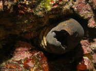 Yellowmargin Moray / Gymnothorax flavimarginatus / Pinnacle Point, Dezember 22, 2005 (1/160 sec at f / 5,6, 15.4 mm)