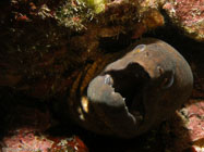 Yellowmargin Moray / Gymnothorax flavimarginatus / Pinnacle Point, Dezember 22, 2005 (1/160 sec at f / 5,6, 15.4 mm)