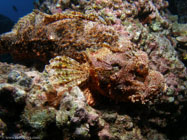 Titan Scorpionfish / Scorpaenopsis cacopsis / Pinnacle Point, Dezember 22, 2005 (1/160 sec at f / 5,6, 5.7 mm)