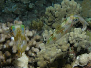 Oval Squid / Sepioteuthis lessoniana / Molokini, Dezember 23, 2005 (1/160 sec at f / 5,6, 12 mm)