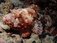 Titan Scorpionfish / Scorpaenopsis cacopsis / Dragon Reef, Dezember 23, 2005 (1/100 sec at f / 5,6, 13 mm)