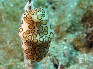 Flamingo Tongue / Cyphoma gibbosum / Copacabana Divescenter, August 24, 2005 (1/80 sec at f / 8,0, 11.5 mm)