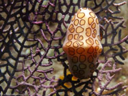 Flamingo Tongue / Cyphoma gibbosum / Copacabana Divescenter, September 05, 2005 (1/200 sec at f / 8,0, 11.5 mm)