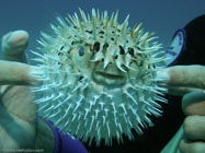 Balloonfish / Diodon holocanthus / Copacabana Divescenter, September 07, 2005 (1/160 sec at f / 5,6, 13 mm)