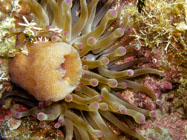 Giant Anemone / Condylactis gigantea / Copacabana Divescenter, März 10, 2006 (1/100 sec at f / 5,6, 13.2 mm)