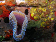 Azure Vase Sponge / Callyspongia plicifera / Copacabana Divescenter, März 13, 2006 (1/60 sec at f / 2,8, 5.7 mm)