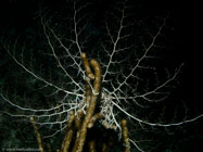 Giant Basket Star / Astrophyton muricatum / Copacabana Divescenter, März 13, 2006 (1/100 sec at f / 8,0, 15.6 mm)