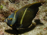 French Angelfish / Pomacanthus paru / Copacabana Divescenter, März 13, 2006 (1/100 sec at f / 8,0, 15.6 mm)