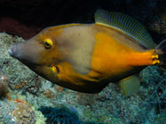 Whitespotted Filefish / Cantherhines mascrocerus / Copacabana Divescenter, März 15, 2006 (1/80 sec at f / 5,6, 9.5 mm)