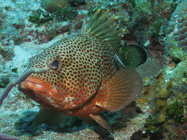 Red hind / Epinephelus guttatus / Maria La Gorda, März 25, 2006 (1/125 sec at f / 5,6, 18.1 mm)