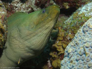 Green moray / Gymnothorax funebris / Maria La Gorda, März 25, 2006 (1/100 sec at f / 4,5, 10.1 mm)