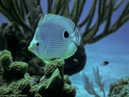 Foureye Butterflyfish / Chaetodon capistratus / Maria La Gorda, März 26, 2006 (1/200 sec at f / 6,3, 22.9 mm)