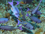 Creole Wrasse / Clepticus parrae / Maria La Gorda, März 27, 2006 (1/100 sec at f / 4,5, 12.4 mm)