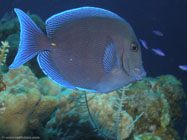 Blue Tang / Acanthurus coeruleus / Maria La Gorda, März 27, 2006 (1/100 sec at f / 4,5, 18.9 mm)