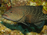 Tiger grouper / Mycteroperca tigris / Maria La Gorda, März 27, 2006 (1/125 sec at f / 5,6, 22.9 mm)