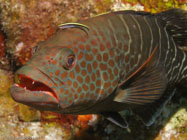 Tiger grouper / Mycteroperca tigris / Maria La Gorda, März 27, 2006 (1/125 sec at f / 5,6, 22.9 mm)