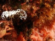 Nudibranch / Peltodoris atromaculata / Porquerolle, September 05, 2006 (1/200 sec at f / 8,0, 11.5 mm)