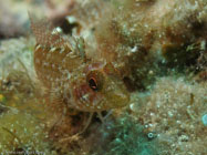 Black-faced Blenny / Tripterygion delaisi / Porquerolle, September 05, 2006 (1/125 sec at f / 5,6, 22.9 mm)