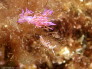 Nudibranch / Flabellina affinis / Porquerolle, September 05, 2006 (1/100 sec at f / 5,6, 22.9 mm)