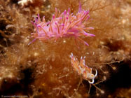 Nudibranch / Cratena peregrina / Porquerolle, September 05, 2006 (1/200 sec at f / 8,0, 11.5 mm)