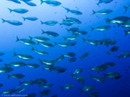 Cow bream / Sarpa salpa / Porquerolle, September 06, 2006 (1/100 sec at f / 5,6, 5.7 mm)