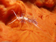 Nudibranch / Cratena peregrina / Porquerolle, September 07, 2006 (1/200 sec at f / 8,0, 11.5 mm)