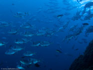 Annular seabream / Diplodus annularis / Porquerolle, September 07, 2006 (1/125 sec at f / 5,6, 13.2 mm)