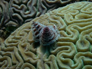 Christmas tree worm / Spirobranchus giganteus / Varadero, März 18, 2006 (1/100 sec at f / 8,0, 22.9 mm)