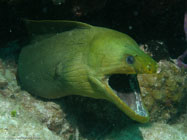 Green moray / Gymnothorax funebris / Varadero, März 19, 2006 (1/125 sec at f / 5,6, 13 mm)