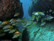 Schoolmaster / Lutjanus apodus / Varadero, März 19, 2006 (1/125 sec at f / 5,0, 5.7 mm)