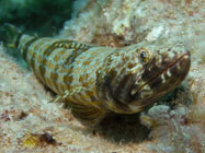 Sand diver / Synodus intermedius / Varadero, März 19, 2006 (1/160 sec at f / 5,6, 22.9 mm)