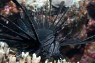 Red lionfish / Pterois volitans / Eddy Reef, Juli 21, 2007 (1/160 sec at f / 8,0, 62 mm)