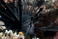 Red lionfish / Pterois volitans / Eddy Reef, Juli 21, 2007 (1/160 sec at f / 8,0, 62 mm)