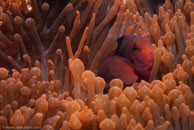 Spine-cheek Anemonefish / Premnas biaculeatus / Eddy Reef, Juli 21, 2007 (1/160 sec at f / 8,0, 62 mm)