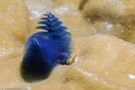 Christmas tree worm / Spirobranchus giganteus / Eddy Reef, Juli 21, 2007 (1/160 sec at f / 8,0, 62 mm)