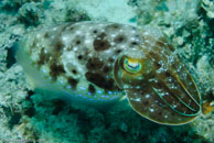 Broadclub Cuttlefish / Sepia latimanus / Eddy Reef, Juli 21, 2007 (1/160 sec at f / 8,0, 62 mm)