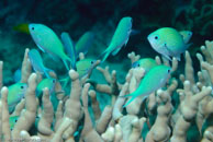 Black-axil Chromis / Chromis atripectoralis / Eddy Reef, Juli 21, 2007 (1/160 sec at f / 8,0, 62 mm)