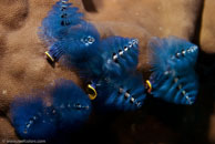 Christmas tree worm / Spirobranchus giganteus / Eddy Reef, Juli 21, 2007 (1/160 sec at f / 8,0, 62 mm)