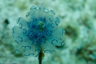 Painted Tunicate / Clavelina picta / Varadero, März 03, 2007 (1/100 sec at f / 6,3, 60 mm)