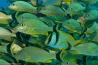 Bluestriped Grunt / Haemulon sciurus / Varadero, März 03, 2007 (1/100 sec at f / 6,3, 40 mm)