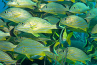 Bluestriped Grunt / Haemulon sciurus / Varadero, März 03, 2007 (1/100 sec at f / 6,3, 40 mm)