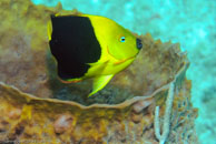 Rock Beauty / Holacanthus tricolor / Varadero, März 03, 2007 (1/100 sec at f / 6,3, 70 mm)